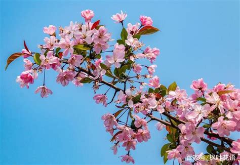 海棠花风水|海棠花的寓意和象征